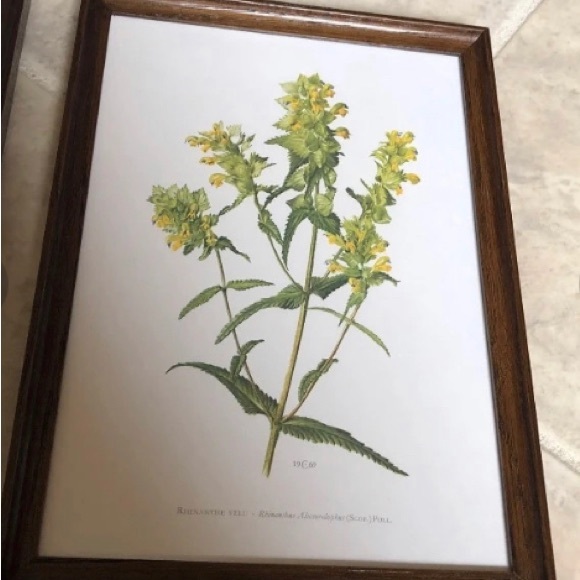 2 Frames Framed Vintage Prints Botanical Flowers Plants Oak 11.5 x 8.3” - Picture 3 of 3